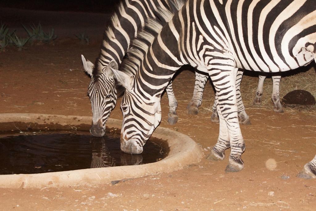 Tau @ Kruger Villa Marloth Park Ngoại thất bức ảnh