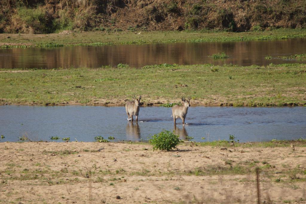 Tau @ Kruger Villa Marloth Park Ngoại thất bức ảnh