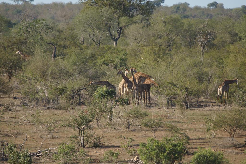 Tau @ Kruger Villa Marloth Park Ngoại thất bức ảnh